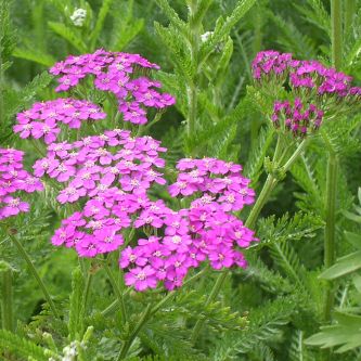 donkerpaarse bloemen 1 20 m nieuwsbrief mei juni 2006 op planten debock be donkerpaarse bloemen 1 20 m nieuwsbrief mei juni 2006 op planten debock be