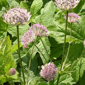 donkerpaarse bloemen 1 20 m nieuwsbrief mei juni 2006 op planten debock be donkerpaarse bloemen 1 20 m nieuwsbrief mei juni 2006 op planten debock be