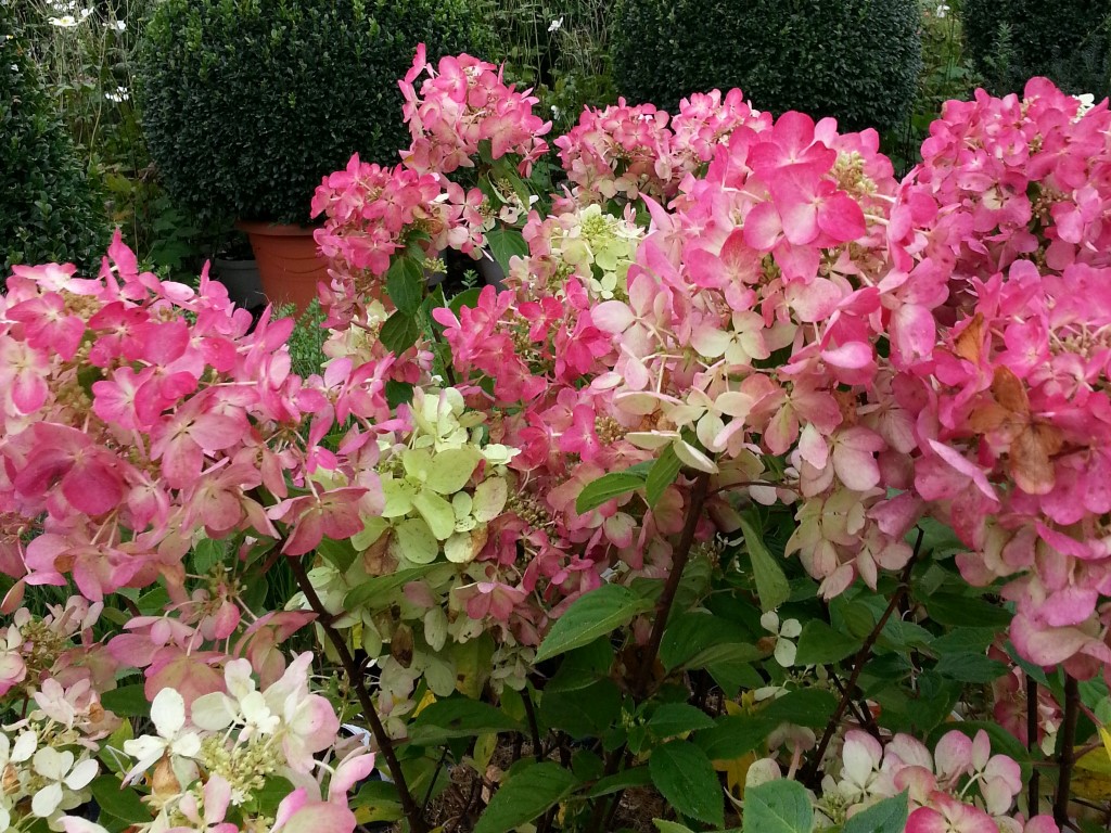 Hydrangea paniculata 39;Diamant Rouge39; r