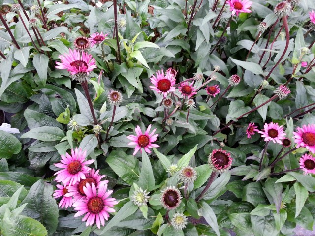 Echinacea purpurea 'Fatal Attraction (R)'