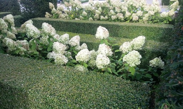Hydrangea paniculata 'Limelight' in een border met taxus en buxus