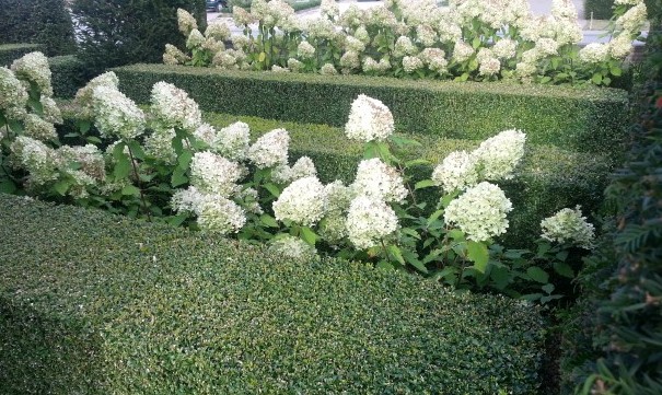 Hydrangea paniculata 'Limelight' in een border met taxus en buxus  