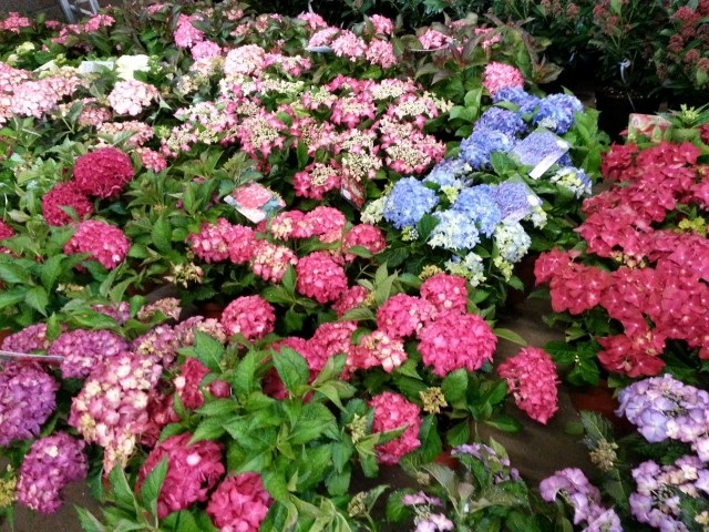 Groot assortiment Hydrangea macrophylla 