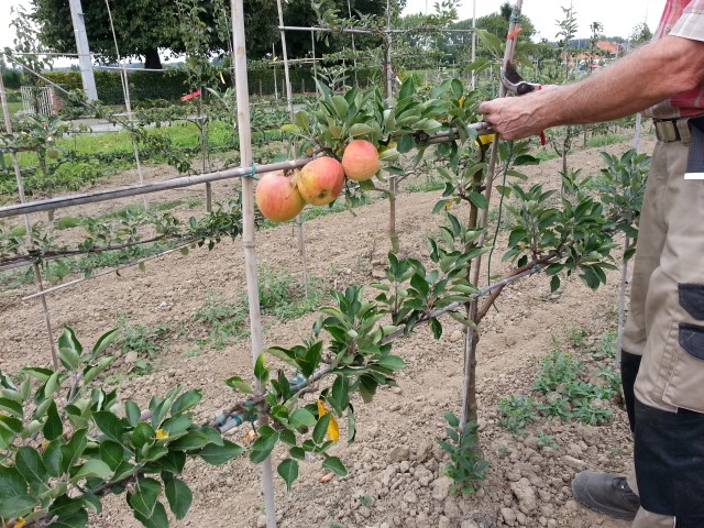 Voorgeleide fruitbomen in opkweek