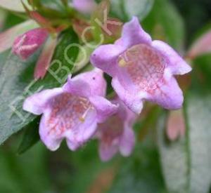 Abelia 'Edward Goucher'