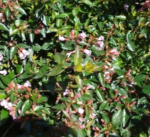 Abelia grandiflora