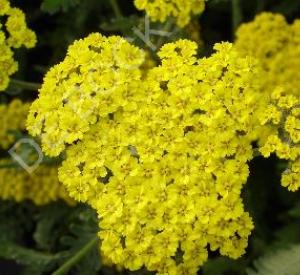 Achillea 'Moonshine'