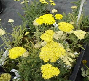 Achillea 'Taygetea'