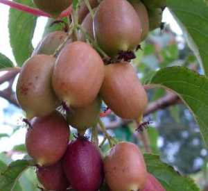 Actinidia arguta 'Ken's Red'