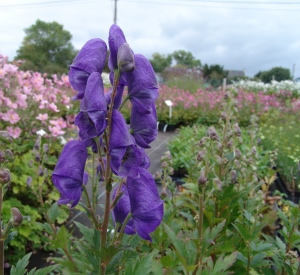 Aconitum carmichaelii 'Arendsii'