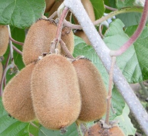 Actinidia chinensis 'Hayward'