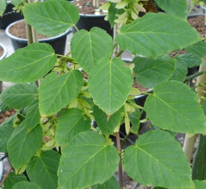 Acer davidii