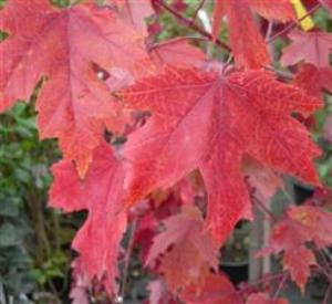 Acer freemanii 'Autumn Blaze'