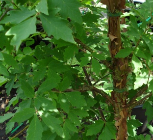 Acer griseum