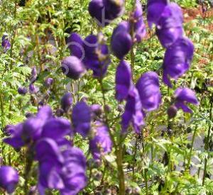 Aconitum henryi 'Spark's Variety'