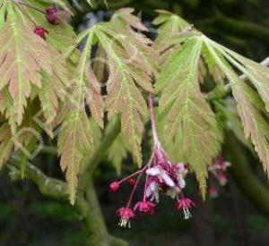 Acer japonicum 'Aconitifolium'