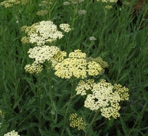 Achillea millefolium 'Alabaster'