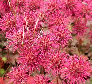 Acaena microphylla 'Kupferteppich'