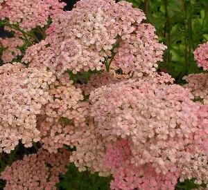 Achillea millefolium 'Lachssch�nheit'