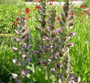 Acanthus mollis