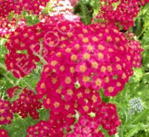 Achillea millefolium 'Paprika'