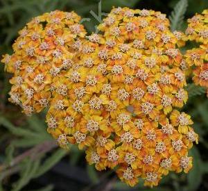 Achillea millefolium 'Terracotta'