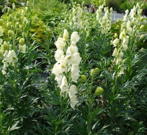 Aconitum napellus 'Album'