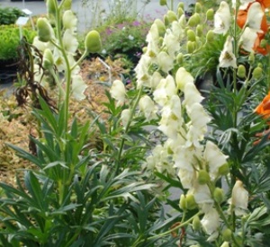 Aconitum napellus 'Schneewittchen'