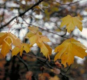 Acer pseudoplatanus