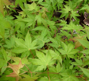 Acer palmatum