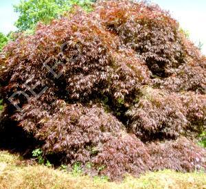 Acer palmatum 'Atropurpureum'