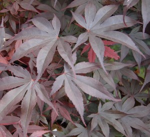 Acer palmatum 'Black Lace'