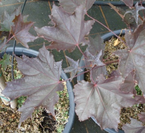 Acer platanoides 'Crimson King'