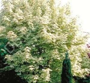 Acer platanoides 'Drummondii'