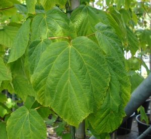 Acer pensylvanicum