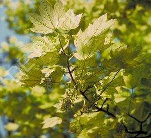 Acer pseudoplatanus 'Leopoldii'