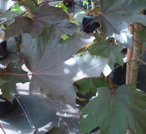 Acer platanoides 'Royal Red'