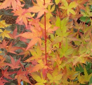 Acer palmatum 'Sangokaku'