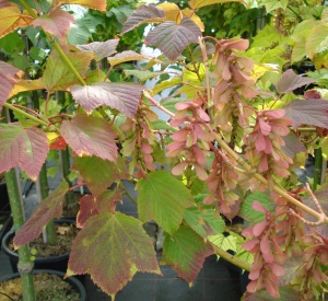 Acer rufinerve