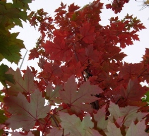 Acer rubrum 'Fairview Flame'