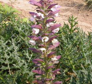 Acanthus spinosus