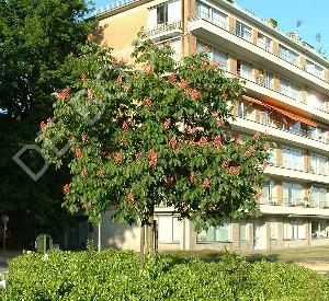 Aesculus carnea 'Briotii'