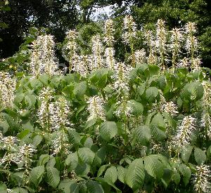 Aesculus parviflora