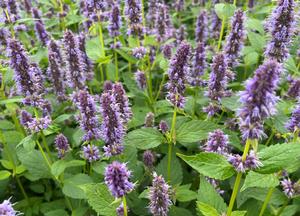 Agastache 'Blue Fortune'