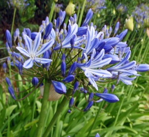 Agapanthus 'Blue Giant'