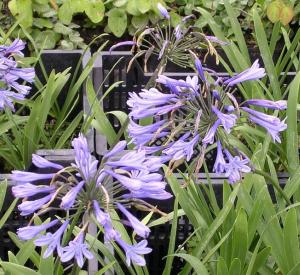 Agapanthus 'Blue Triumphator'