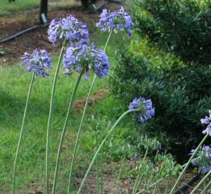 Agapanthus 'Headbourne hybrids' Blue