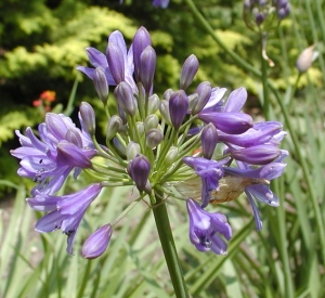 Agapanthus 'Headbourne hybrids'