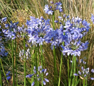 Agapanthus 'Lilliput'