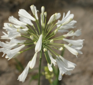 Agapanthus 'Polar Ice'